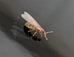 Brachymyrmex depilis