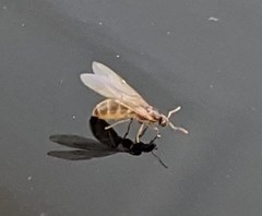 Brachymyrmex depilis