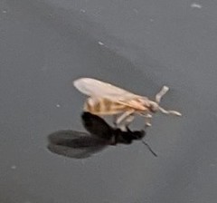 Brachymyrmex depilis