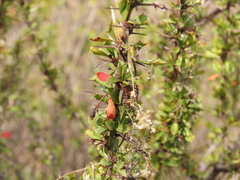 Berberis glomerata