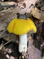 Russula ochroleucoides