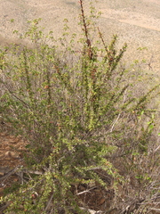 Berberis glomerata