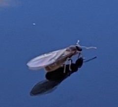 Brachymyrmex depilis