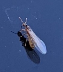 Brachymyrmex depilis