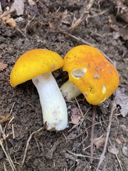 Russula ochroleucoides
