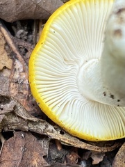 Russula ochroleucoides
