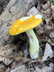 Russula ochroleucoides