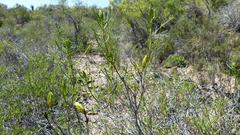 Pteronia flexicaulis