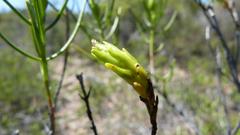 Pteronia flexicaulis