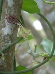 Ceropegia arenaria
