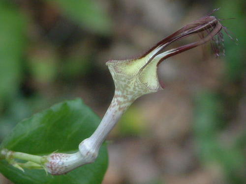 Ceropegia arenaria
