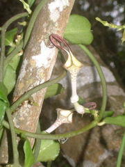 Ceropegia arenaria