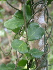 Ceropegia arenaria