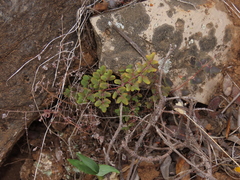 Pellaea myrtillifolia