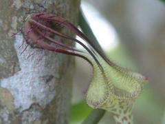 Ceropegia arenaria