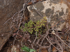 Pellaea myrtillifolia