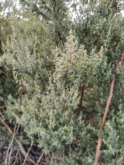 Pomaderris racemosa