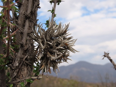 Tillandsia virescens