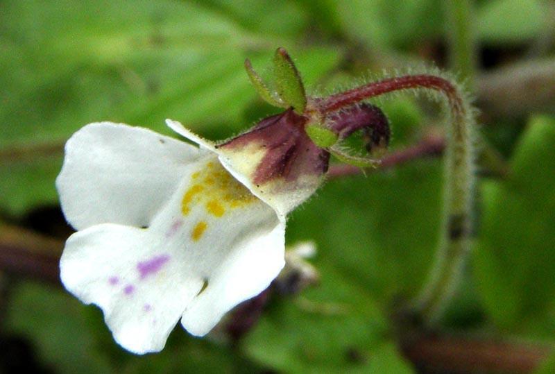 Dwarf Koenana