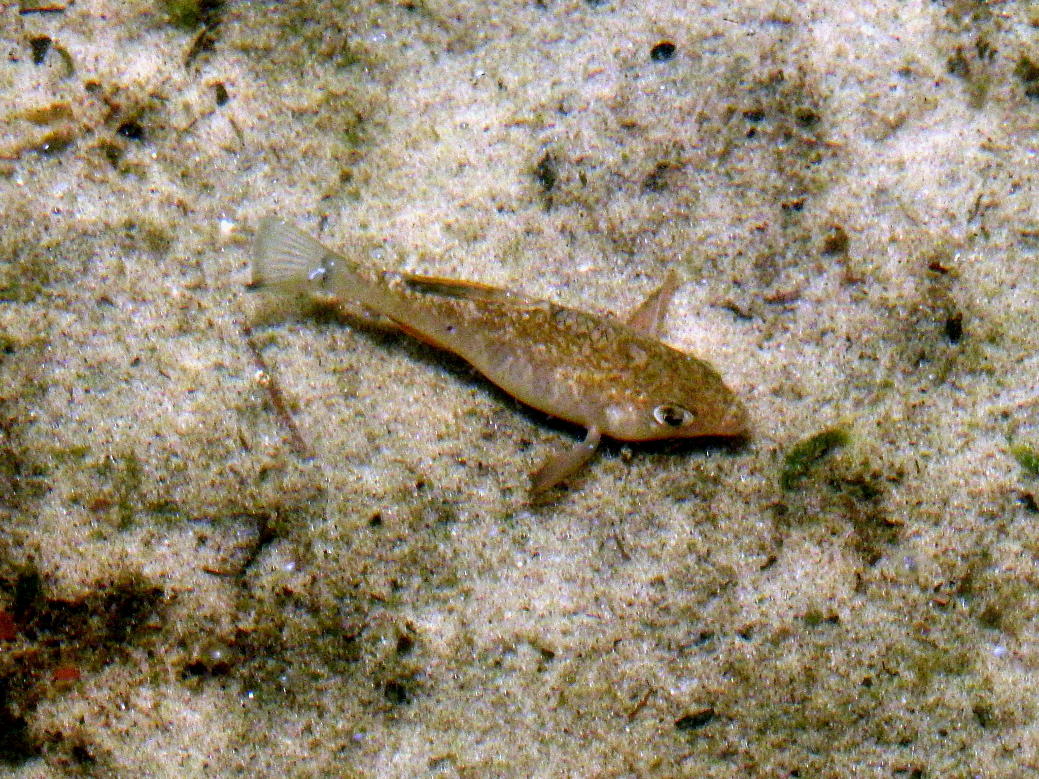 Cyprinodon variegatus