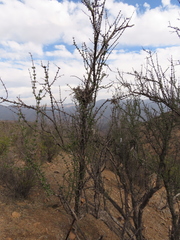 Tillandsia virescens