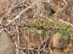 Berberis glomerata