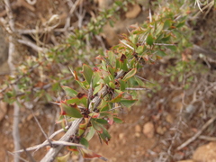 Berberis glomerata