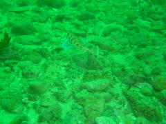 Chelidonichthys capensis