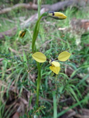 Diuris abbreviata