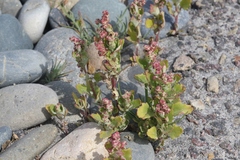 Chenopodium macrospermum