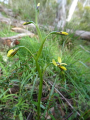 Diuris abbreviata
