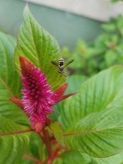 Hoplitimyia constans