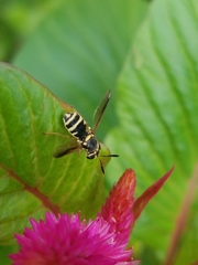 Hoplitimyia constans