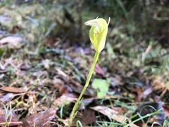 Pterostylis hildae