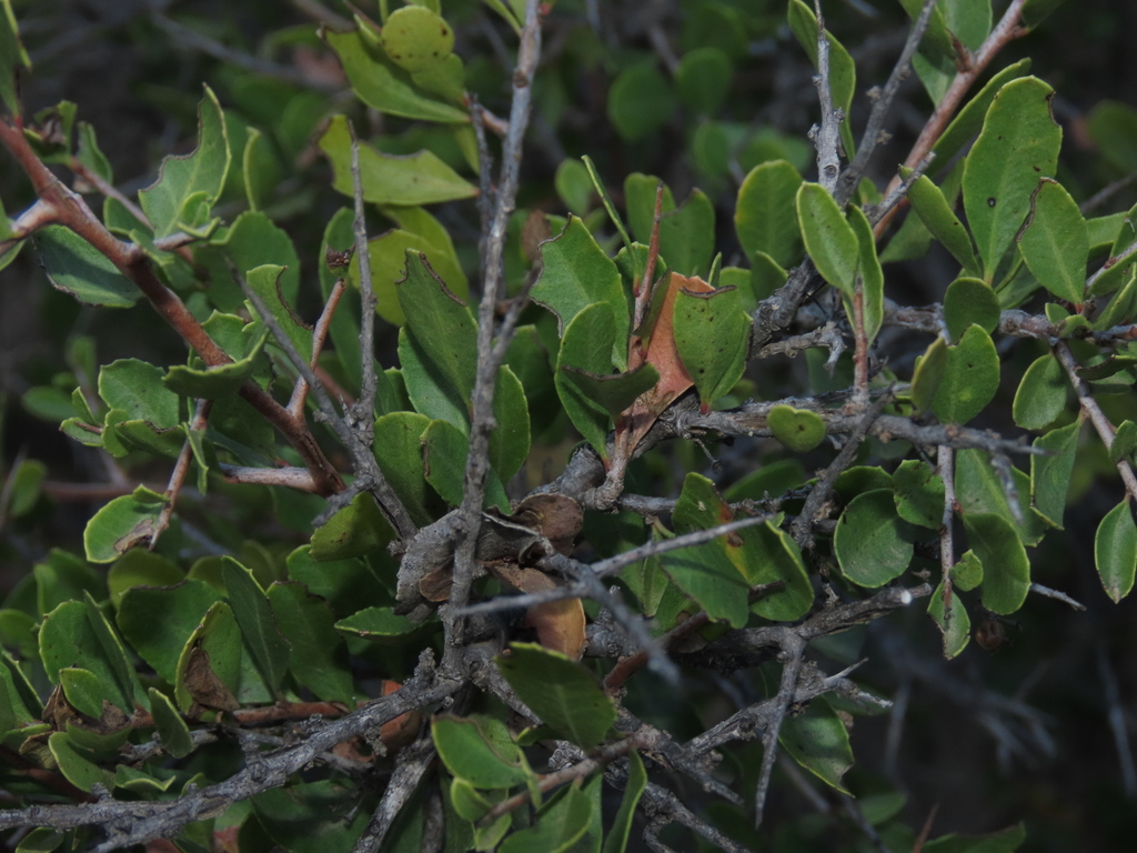 Schinus polygama; photograph Nicolás Lavandero, CC BY, iNaturalist via GBIF