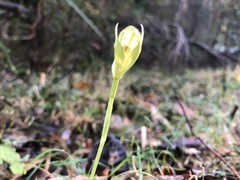 Pterostylis hildae