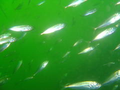 Trachurus trachurus