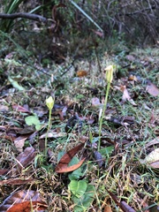 Pterostylis hildae