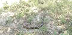 Pituophis vertebralis