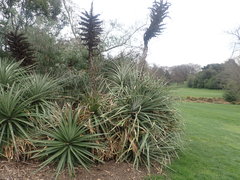 Puya × berteroniana