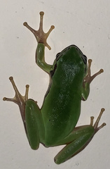 Hyla walkeri