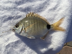 Diplodus holbrookii
