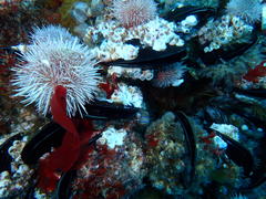 Notomegabalanus algicola