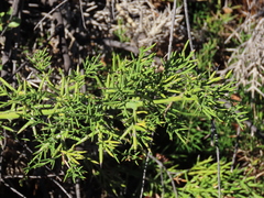 Colletia hystrix