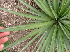 Puya × berteroniana