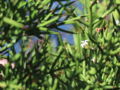 Colletia hystrix