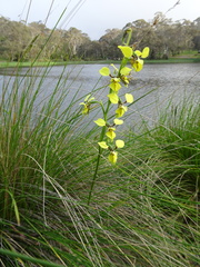 Diuris abbreviata