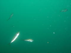 Trachurus trachurus