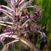Ledebouria floribunda - Photo (c) Kate Braun,  זכויות יוצרים חלקיות (CC BY-NC), uploaded by Kate Braun