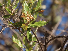 Spinoliva ilicifolia